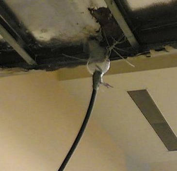 Detalle de la chapuza