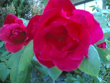 Rosa 2006