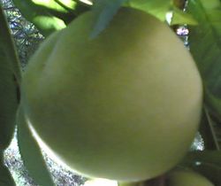 Melocot�n a tama�o natural