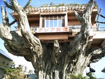 Casa encima de un �rbol