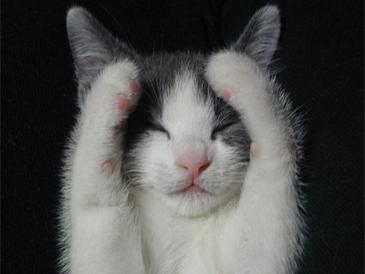 Gatito jugando al escondite