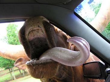 Slurps, a que te lamo