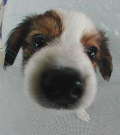 Perro visto de cerca